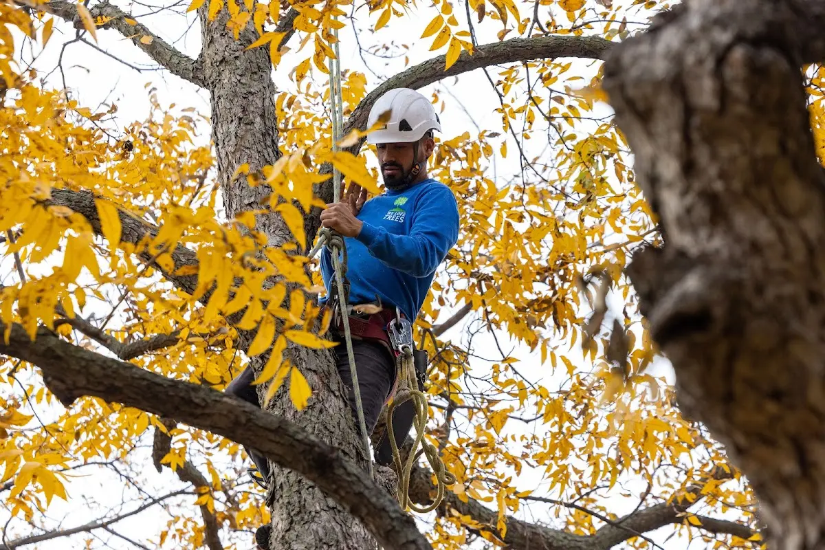Skilled Tree Planing crew working in Racine